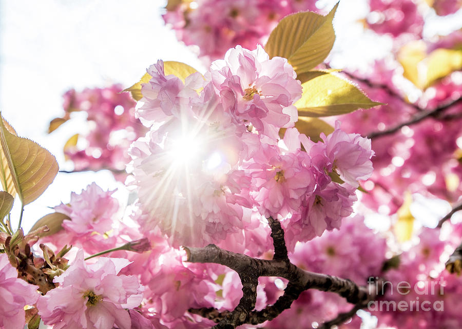Spring Blossom Photograph by Reynaldo BRIGANTTY