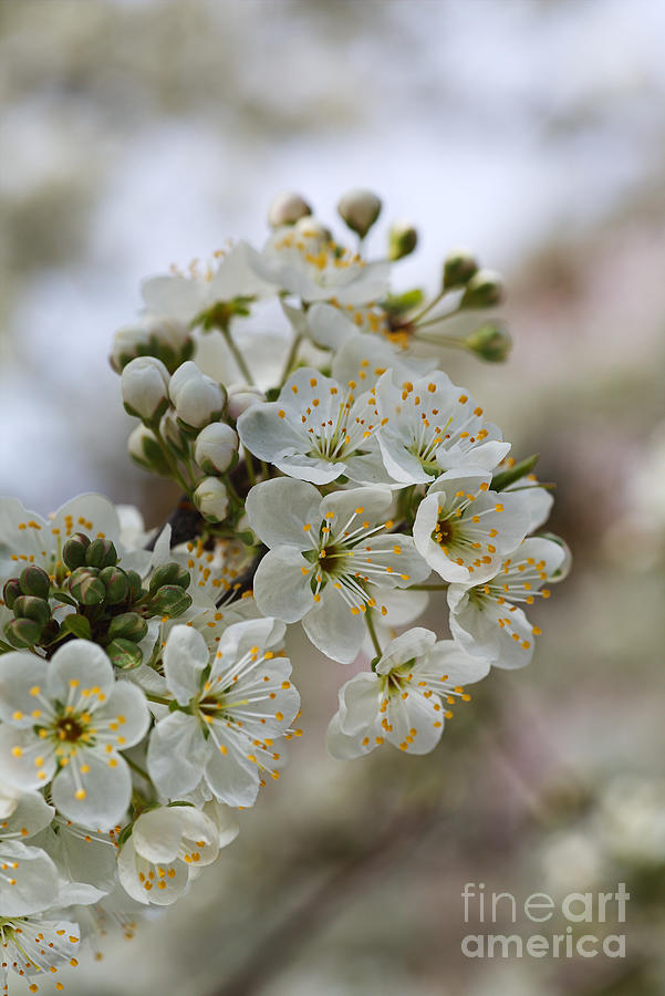 Spring Blossom White Photograph by Joy Watson