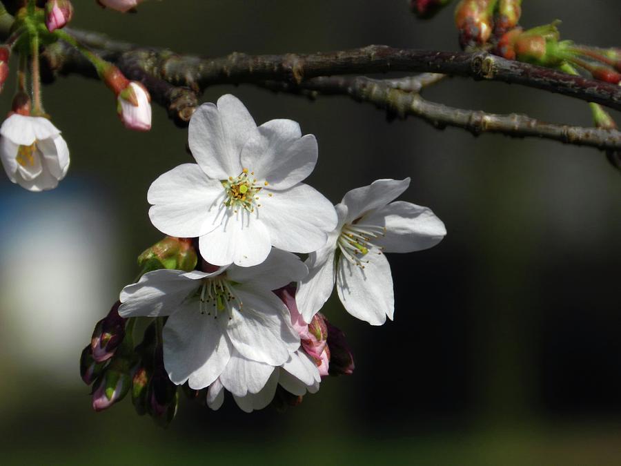 Spring Blossoms Photograph by Gitpix