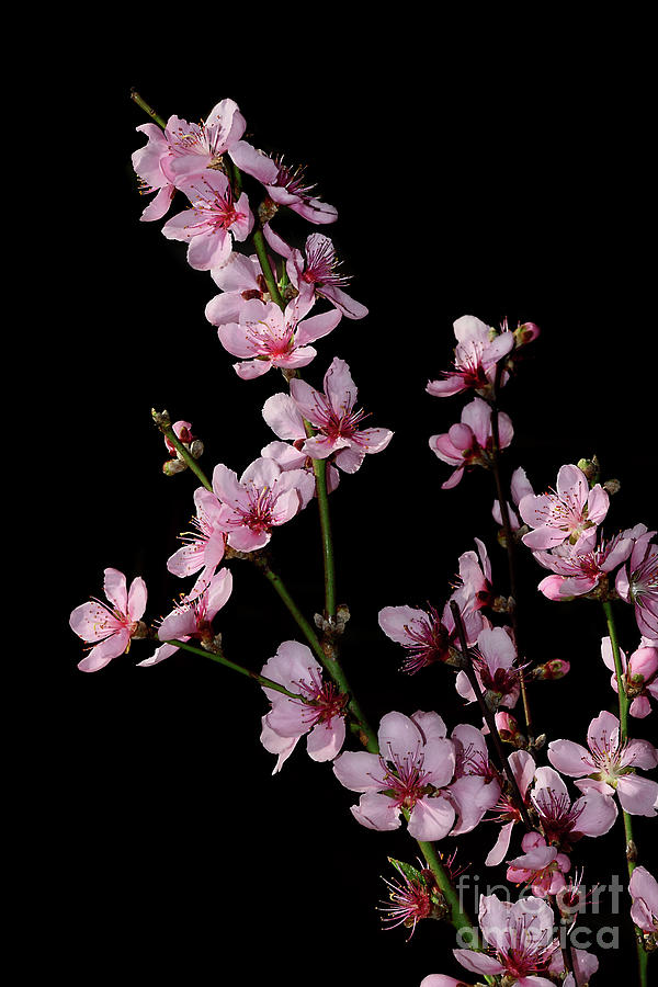 Spring Blossoms on Black by Kaye Menner Photograph by Kaye Menner