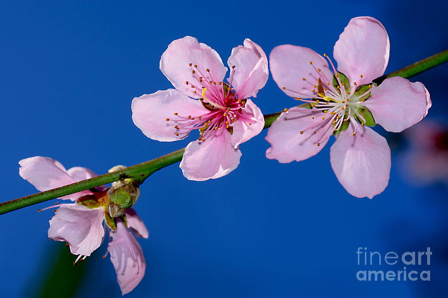 Spring Blossoms On Blue Sky By Kaye Menner Photograph