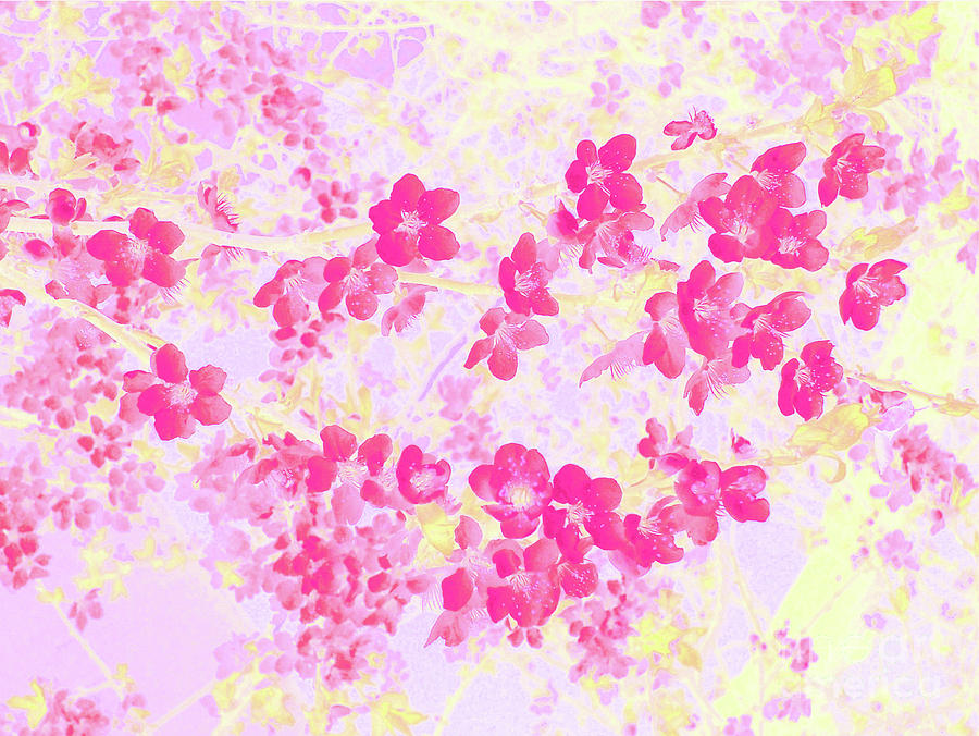 Spring Blossoms On Branches Of A Plum Tree Pink by Cveti Dinkova Spring Blossoms On Branches Of A Plum Tree Pink by Cveti Dinkova