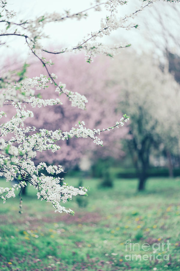 Spring Photograph - Spring blossoms on tree branches in colorful garden by Jelena Jovanovic