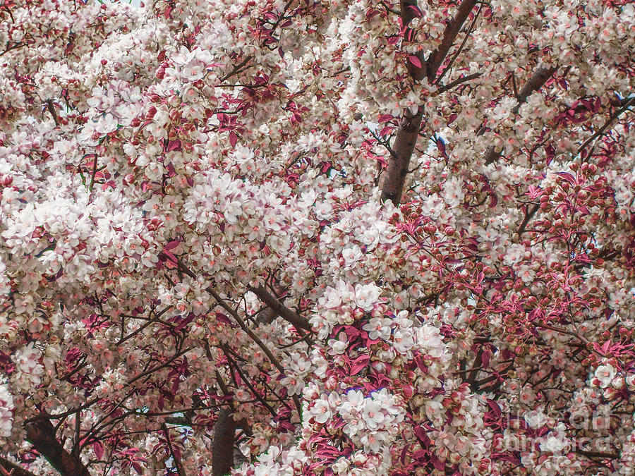 Spring Blossoms Photograph by Phil Perkins