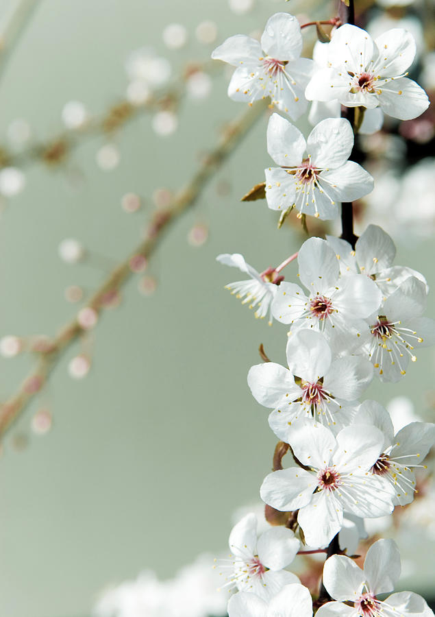 Spring Blossoms Photograph by Pixalot