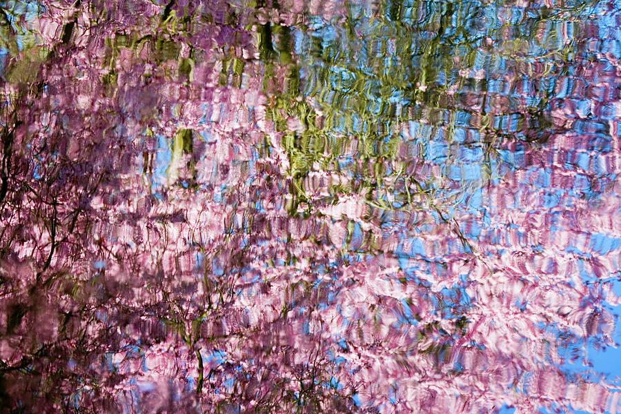 Spring Blossoms Reflecting In Lake Photograph by Design Pics/craig Tuttle