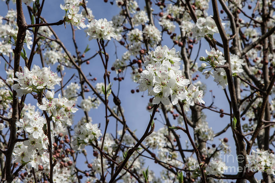 Flowers Photograph - Spring Blossoms by Rick Mann Flowers Photograph - Spring Blossoms by Rick Mann