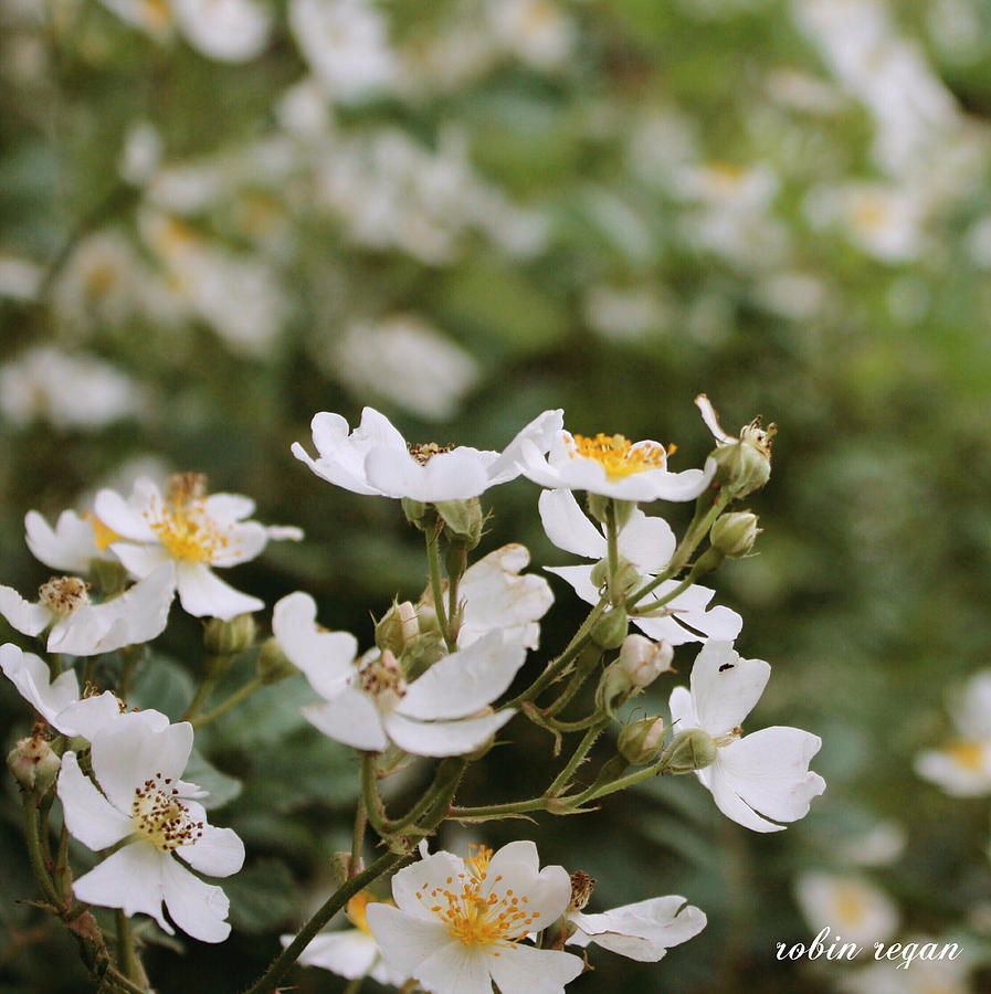 Spring Blossoms by Robin Regan Spring Blossoms by Robin Regan