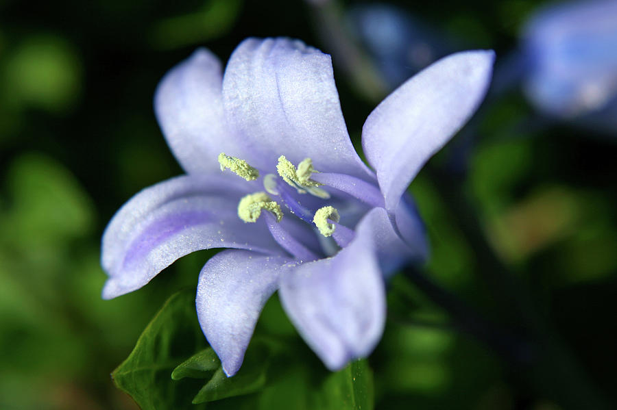 Spring Bluebell Photograph by Chrissteer