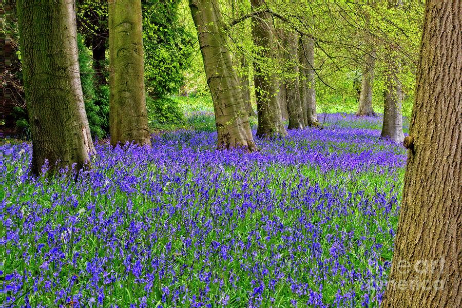 Spring Bluebell Woodland Photograph by Martyn Arnold