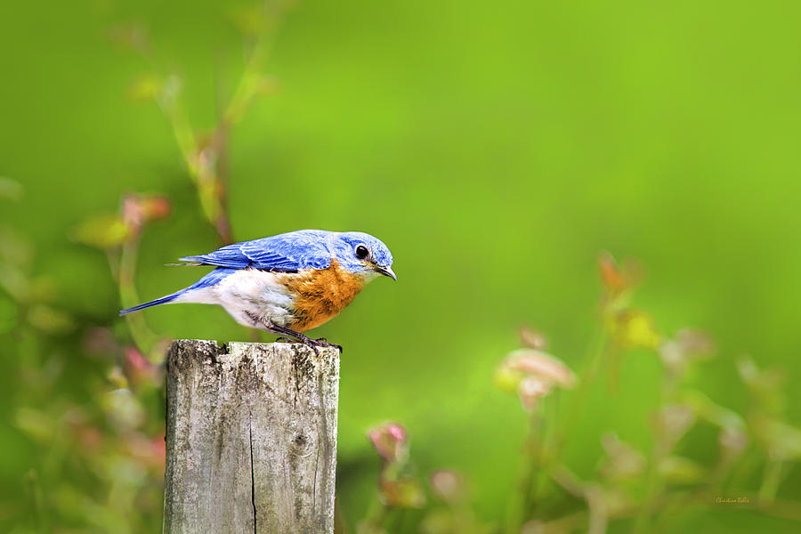 Spring Bluebird Photograph by Christina Rollo
