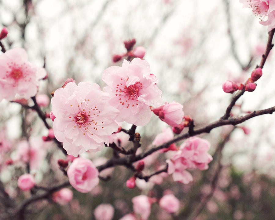Spring Blush Photograph by Lupen Grainne