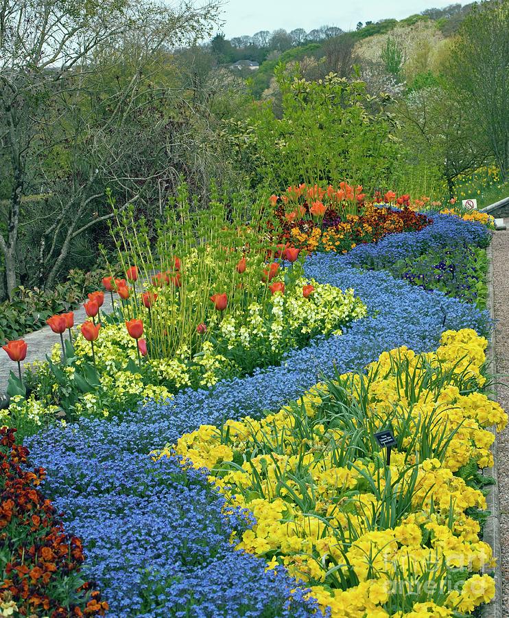 Spring Border At Rhs Rosemoor Photograph by Dr Keith Wheeler/science Photo Library