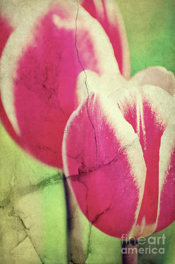 Spring broken... II by Angela Doelling AD DESIGN Photo and PhotoArt Spring broken... II by Angela Doelling AD DESIGN Photo and PhotoArt