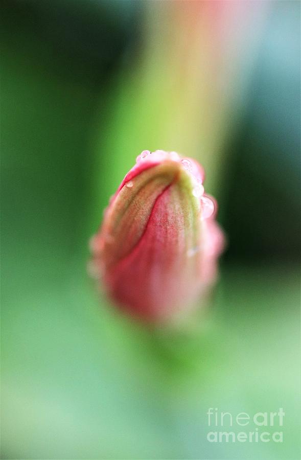 Spring Bud Photograph by Mesa Teresita
