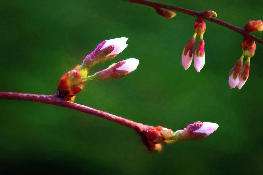 Spring Buds - Weeping Cherry Tree Photograph by Tom Mc Nemar