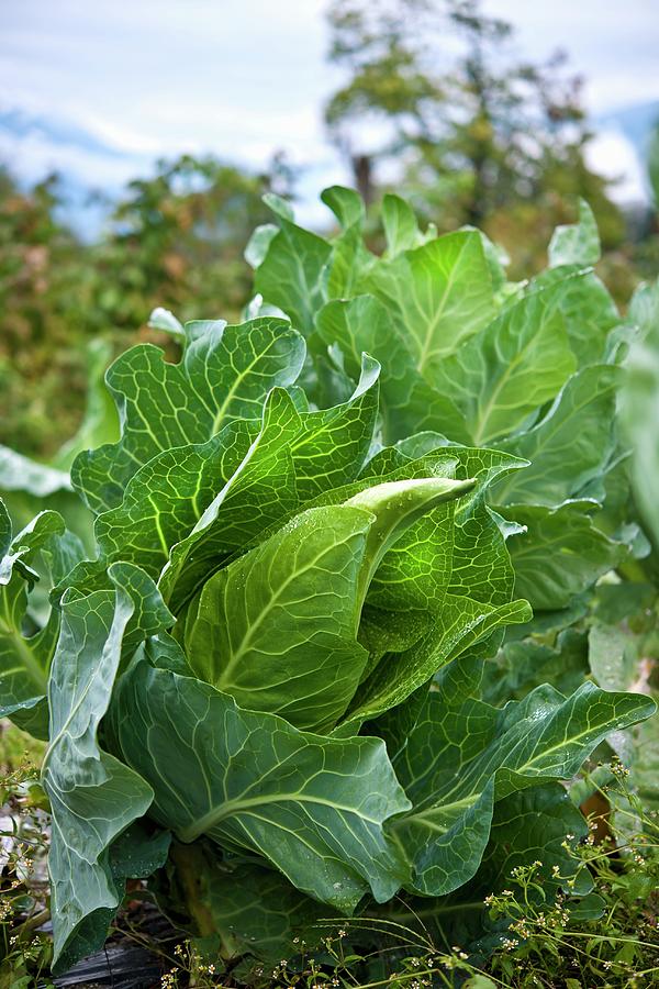 Spring Cabbage - Growing. Photograph by Atelier Hmmerle