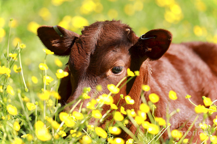 Spring Calf by Rachel Morrison Spring Calf by Rachel Morrison