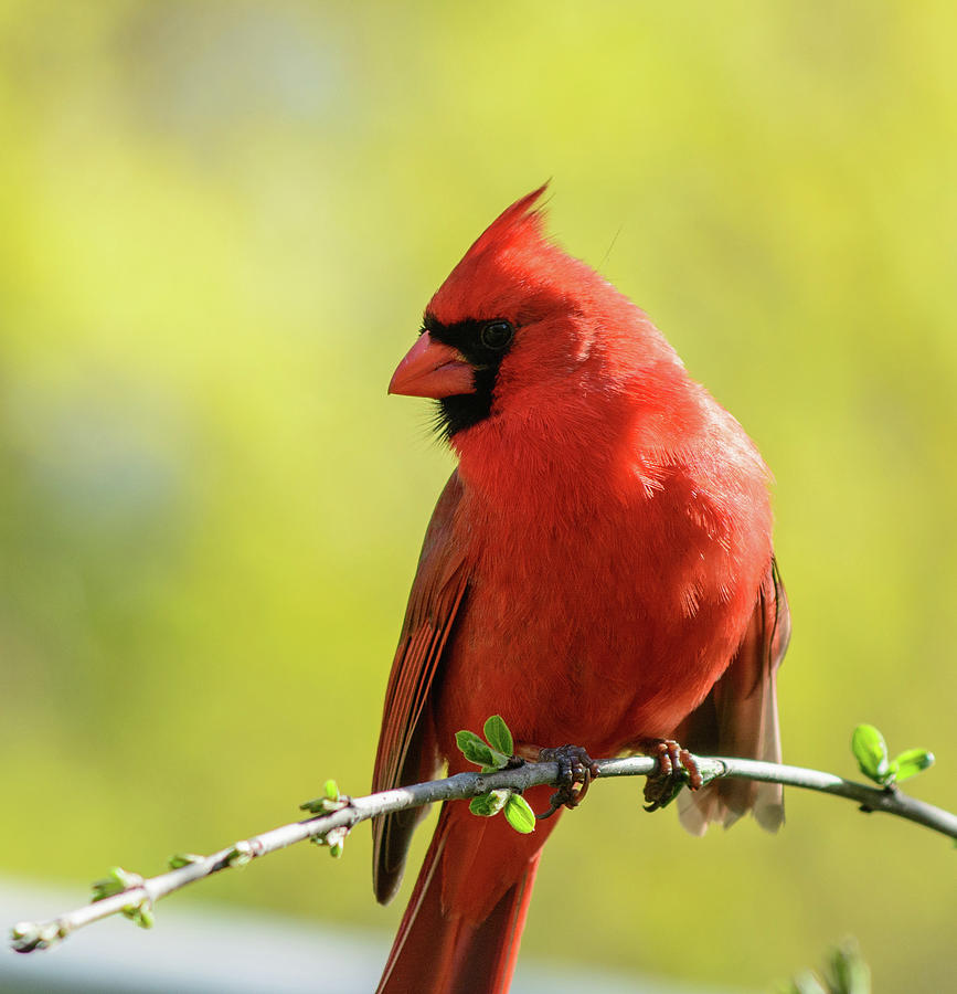 Spring Cardinal Photograph by James Canning