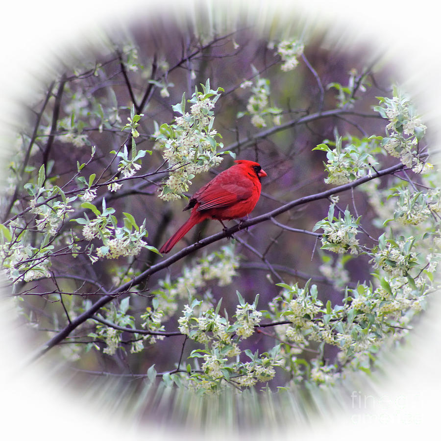 Spring Cardinal Square Photograph by Karen Adams