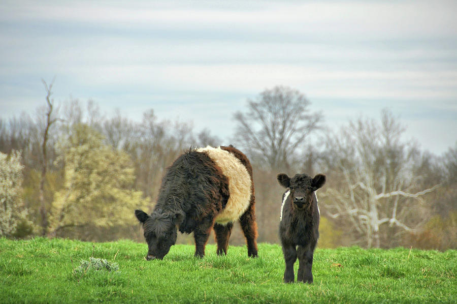Spring Cattle Pasture  Photograph by JAMART Photography