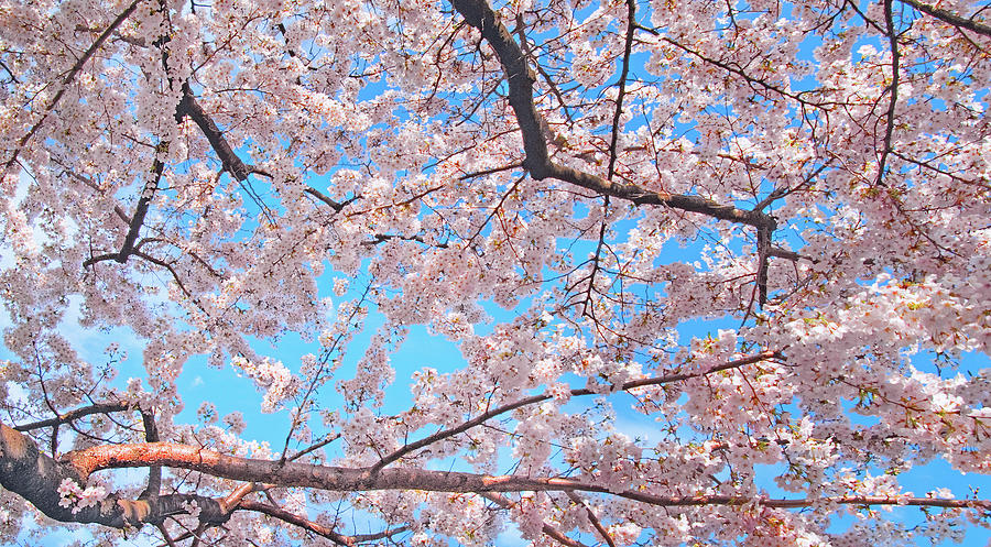 Spring Cherry Blossom In Ueno Park Photograph by Tom Bonaventure