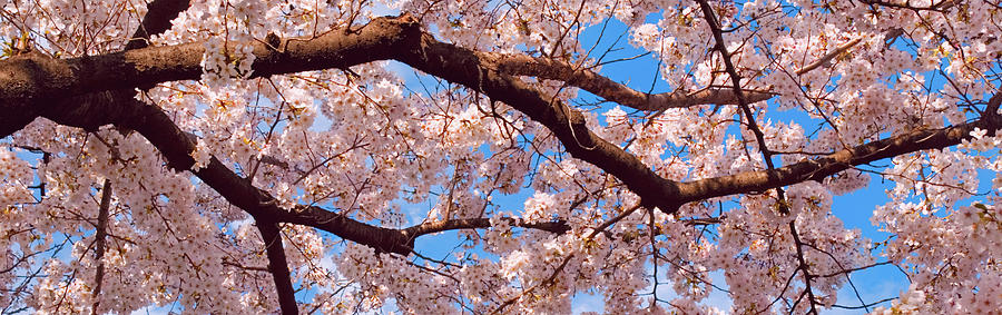 Spring Cherry Blossom Photograph by Tom Bonaventure