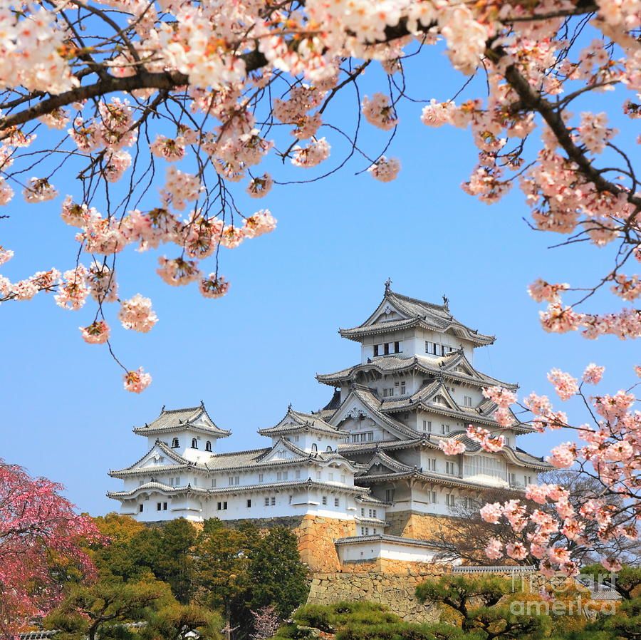 Castle Photograph - Spring Cherry Blossoms And The Main by S.r.lee Photo Traveller Castle Photograph - Spring Cherry Blossoms And The Main by S.r.lee Photo Traveller