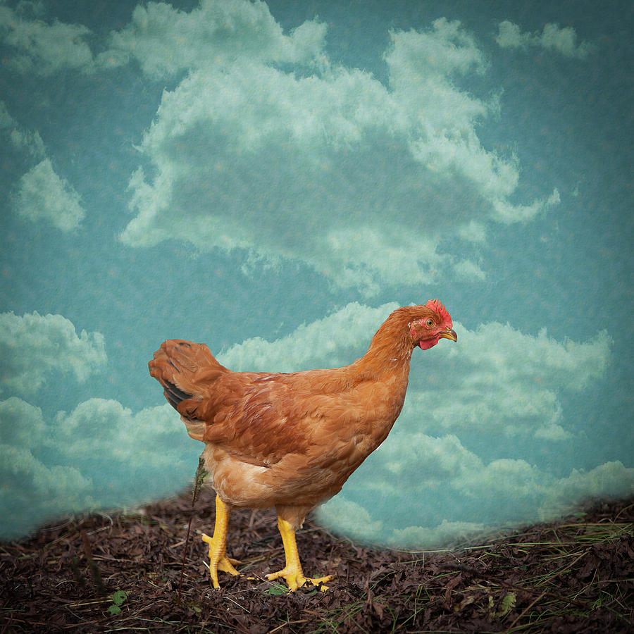 Spring Chicken Digital Art by George Pennington