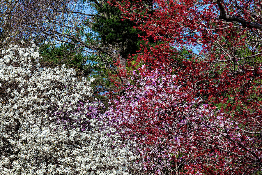 Spring Colors Photograph by Robert Ullmann