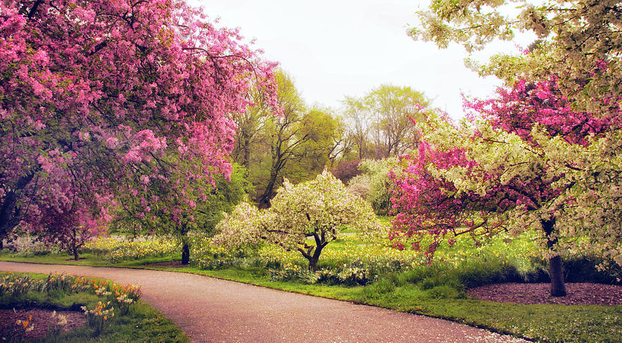Spring Crescendo Photograph by Jessica Jenney