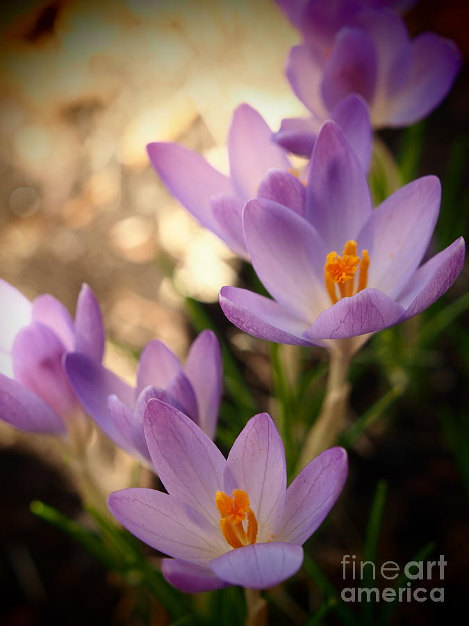 Spring Crocus Flowers  2 Photograph by Dorothy Lee