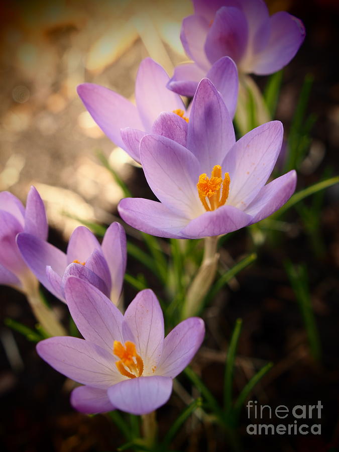 Spring Crocus Flowers 3 Photograph by Dorothy Lee