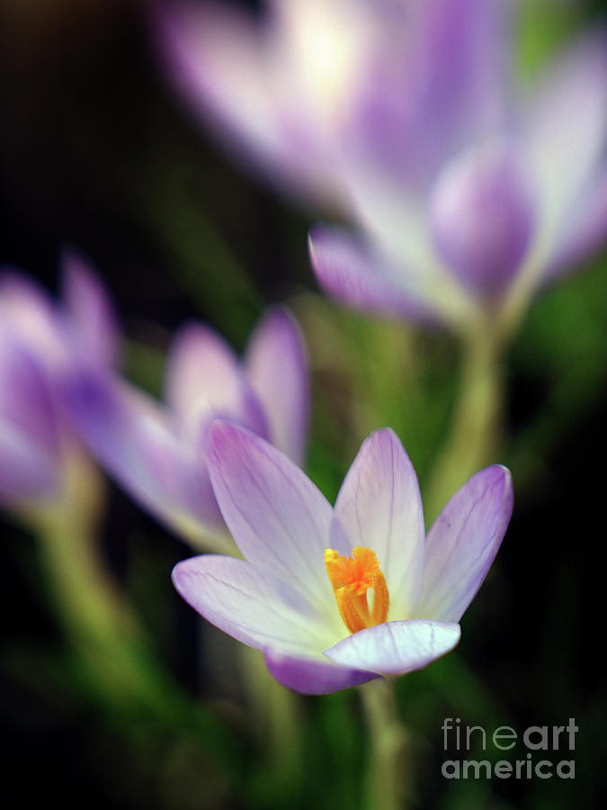 Spring Crocus Flowers 7 Photograph by Dorothy Lee