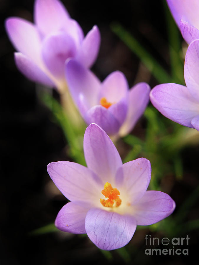Spring Crocus Flowers 8 Photograph by Dorothy Lee