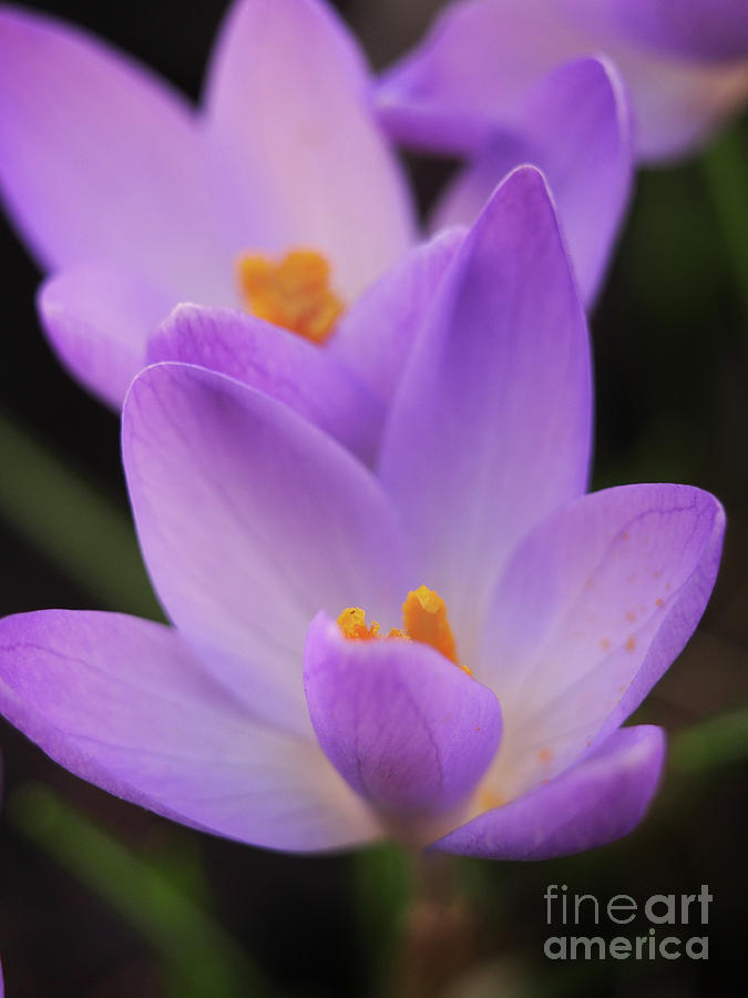 Spring Crocus Flowers  Photograph by Dorothy Lee