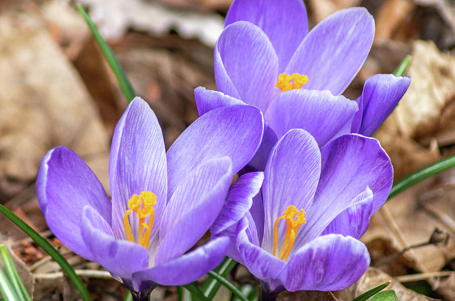 Spring Crocuses Photograph by Mary Courtney
