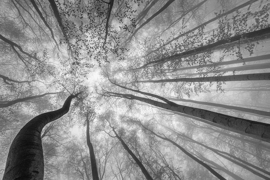 Spring Crown Of Trees Photograph by Tom Pavlasek