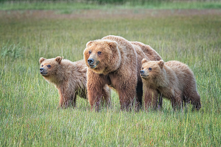 Brown Bear Photograph - Spring Cubs And Mom by Jeffrey C. Sink