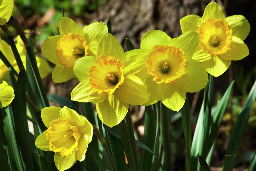 Flower Photograph - Spring Daffodils by Christina Rollo