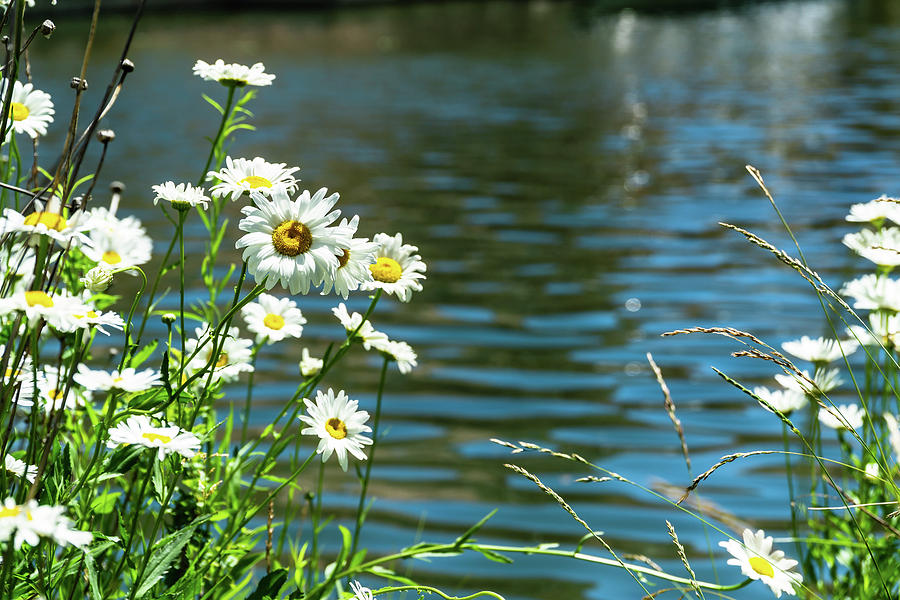 Spring Daisy by Dave Matchett Spring Daisy by Dave Matchett
