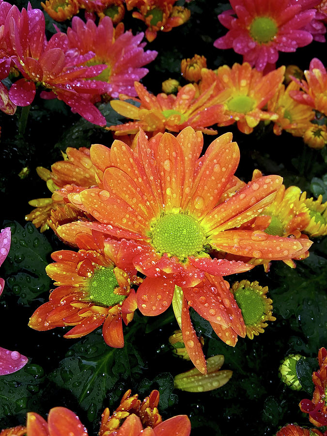 Spring Daisy In The Rain Photograph