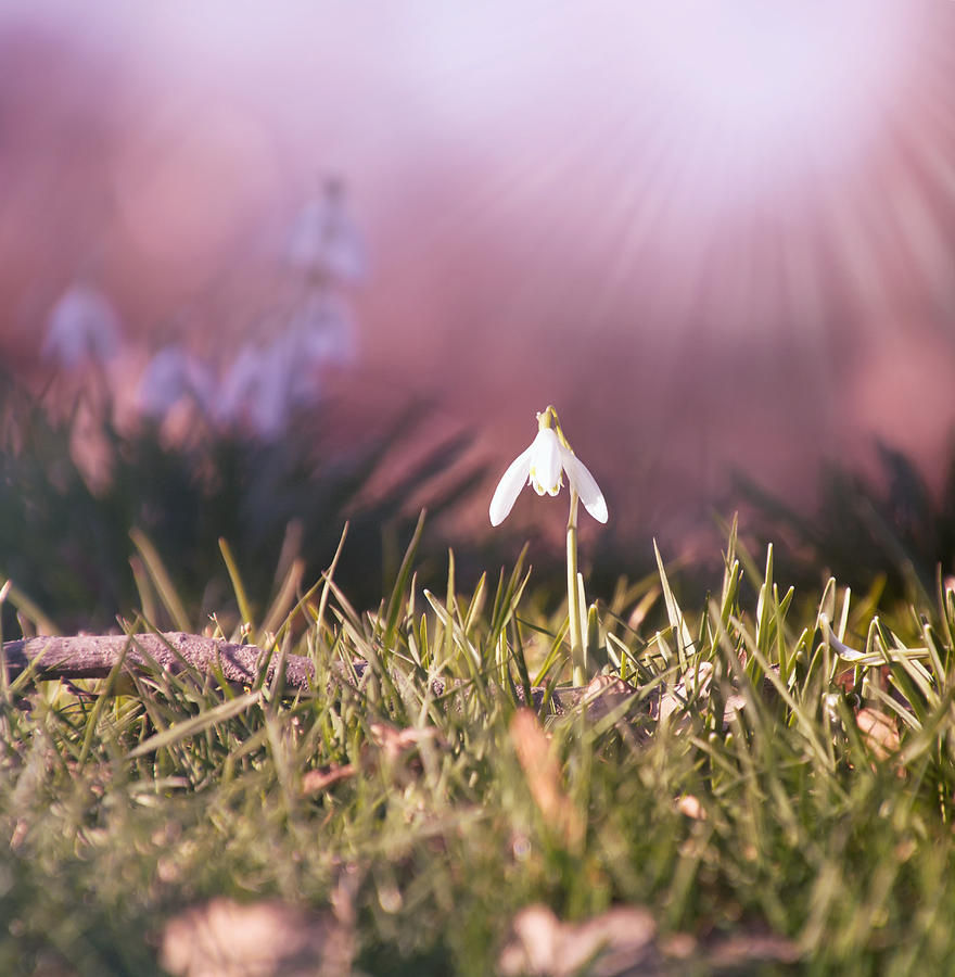 Spring Day Photograph by Jaroslav Buna