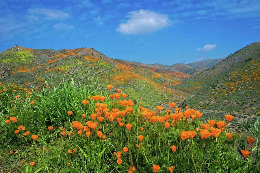 Spring Delight in Walker Canyon Photograph by Lynn Bauer