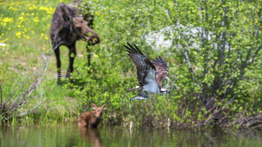 Moose Photograph - Spring Deliveries  by Kevin Dietrich