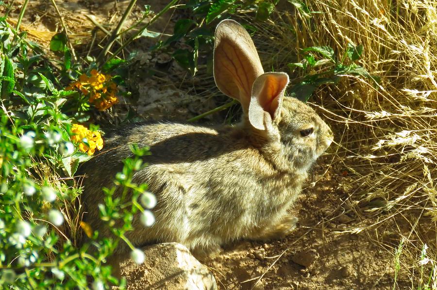 Spring Desert Cottontail Photograph by Judy Kennedy