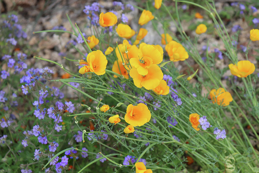 Spring Desert Flowers Photograph by David T Wilkinson