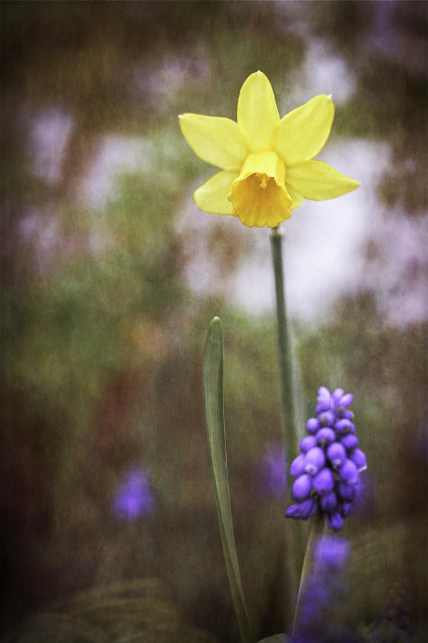 Spring Photograph - Spring Duet by Caitlyn Grasso