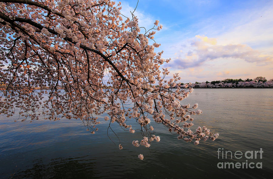 Spring Evening On the Tidal Basin Photograph by SCB Captures