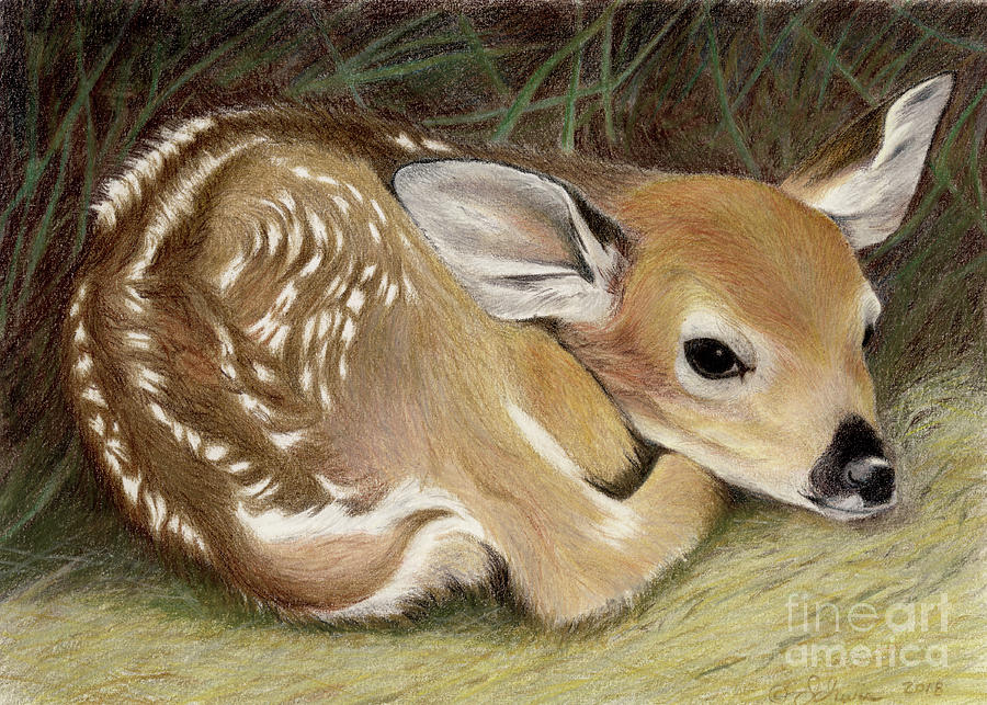 Spring Fawn Drawing by Jackie Irwin